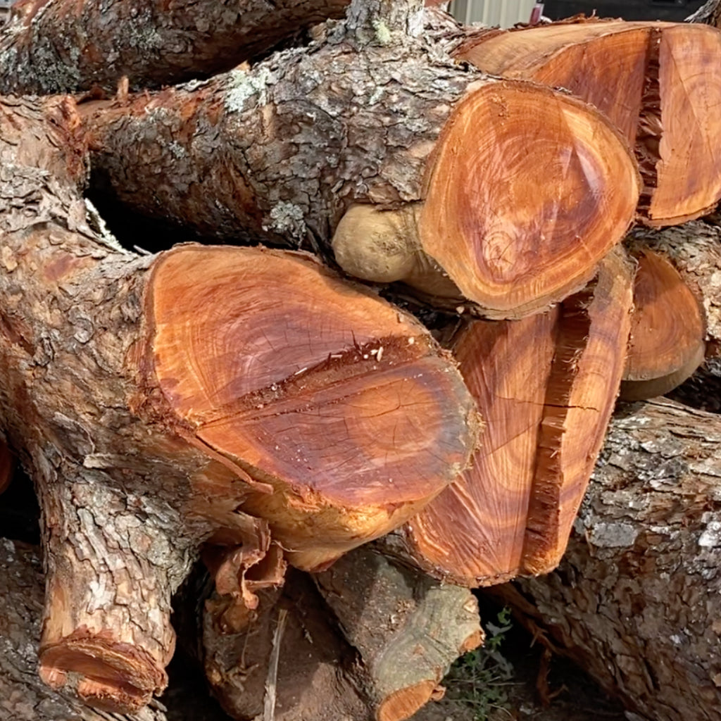 koa wood logs stacked and in a pile showing the cut ends